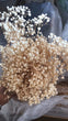 Dried Babies Breath – Ivory