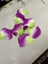 Silk Petals -purple lime