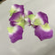 Silk Petals -purple lime