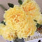 Yellow Bouquet