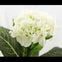 Hydrangea Stems - Green