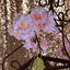 Cherry Blossom Pink Garland